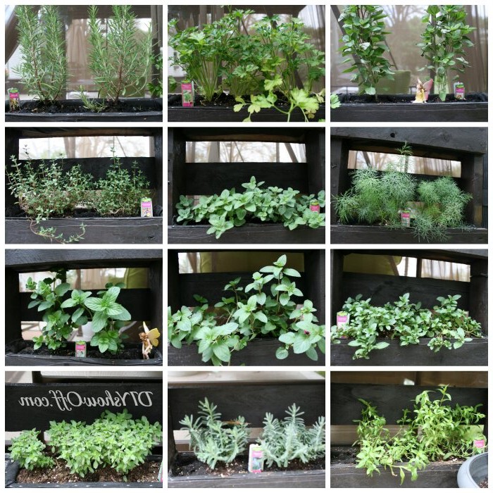 Передвижной вертикальный сад для трав из поддона - фото 7