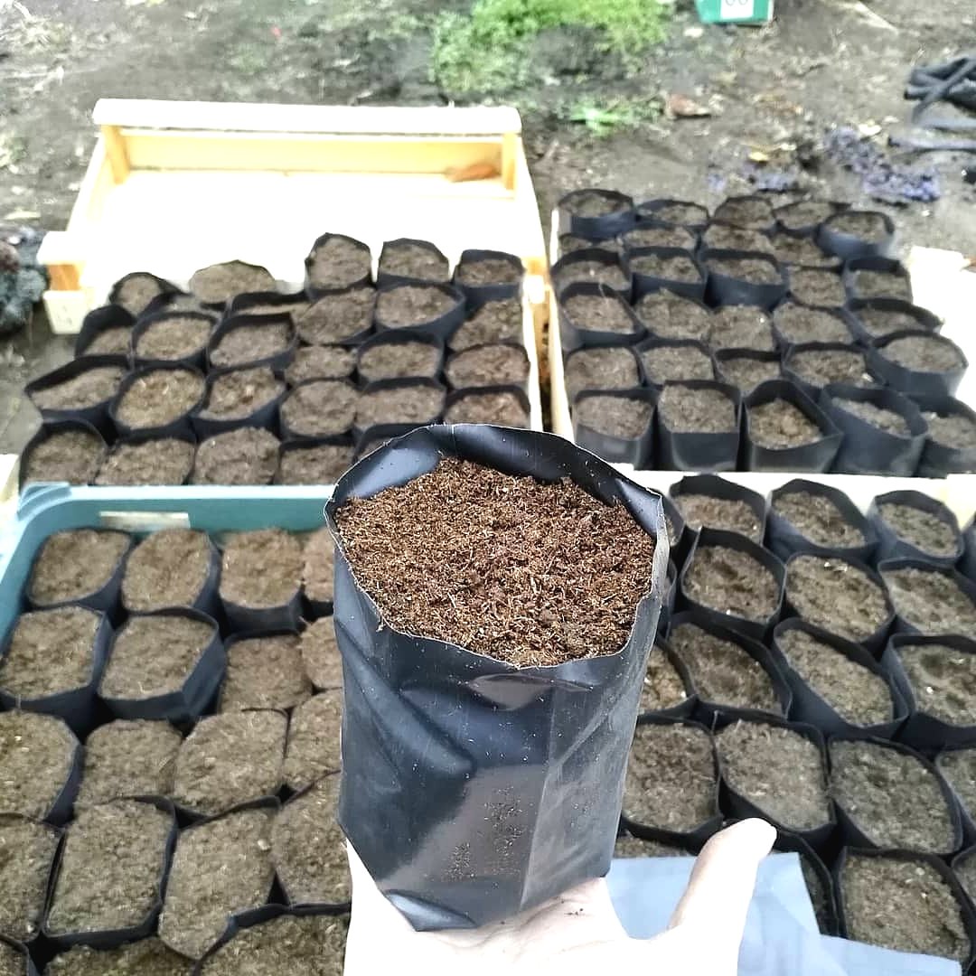 В чем выращивать рассаду - фото 4