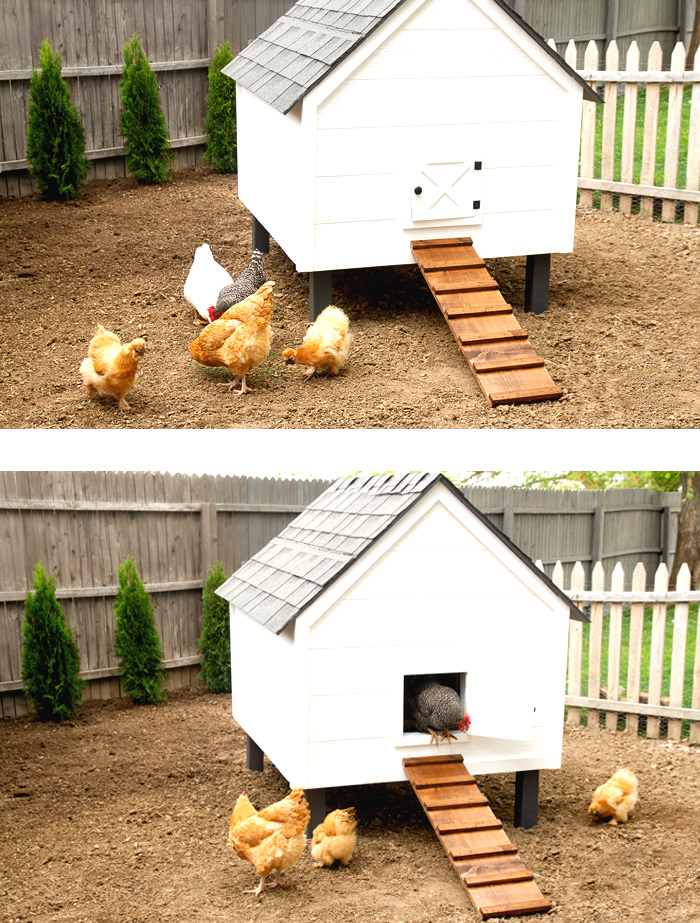Небольшой курятник - фото 8