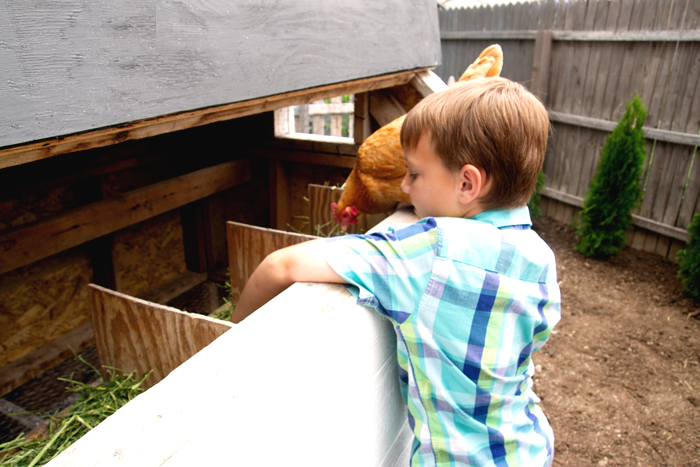 Небольшой курятник - фото 12