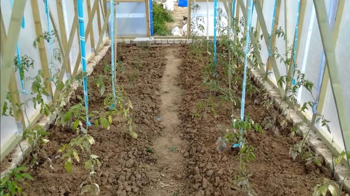 Теплица из поликарбоната - фото 13