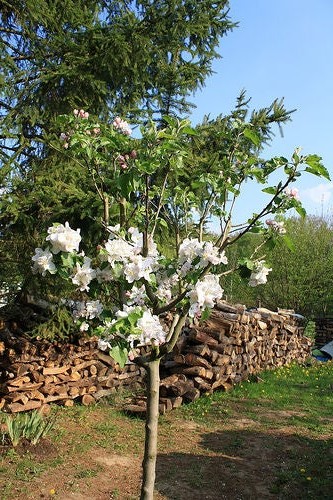 Выращиваем яблоню из семечки - фото 9