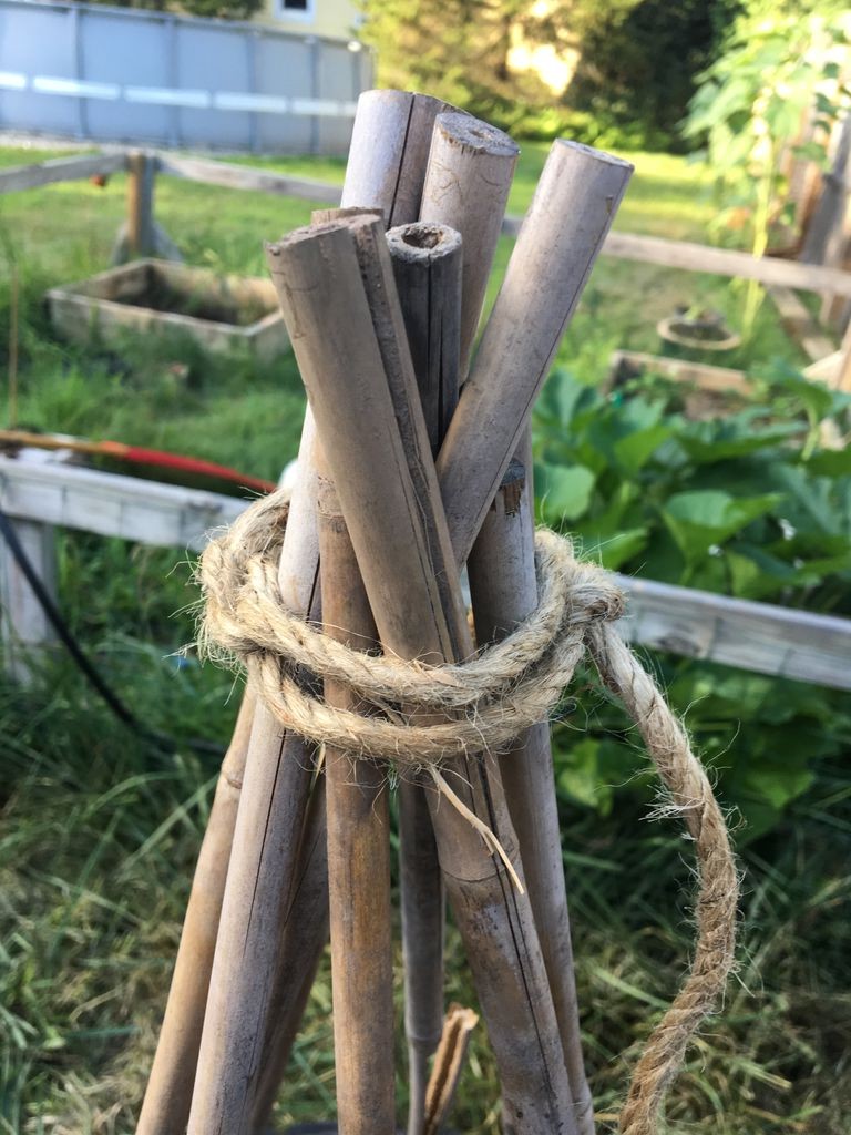 Выращиваем горох в автопокрышках - фото 5