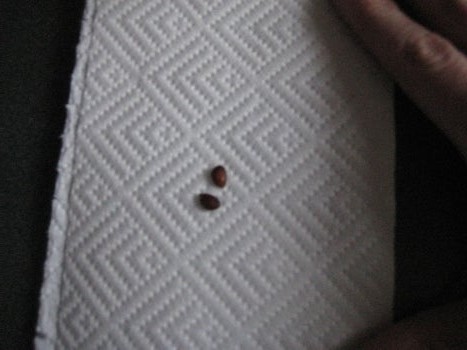 Выращиваем яблоню из семечки - фото 3