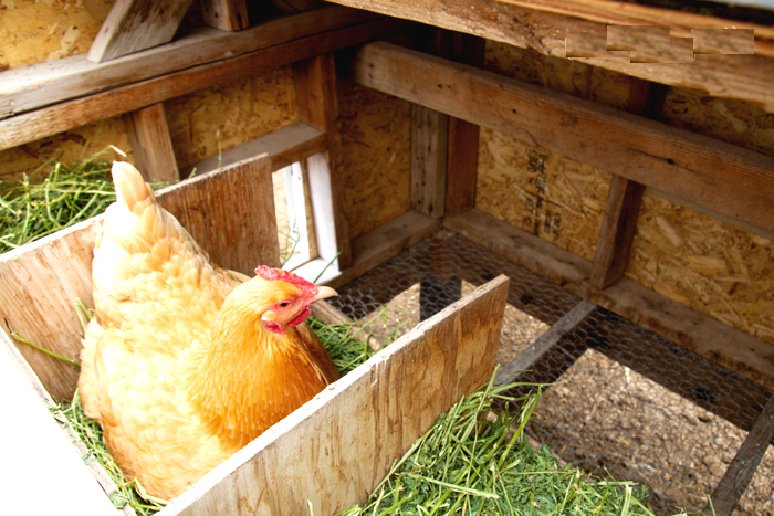 Небольшой курятник - фото 11