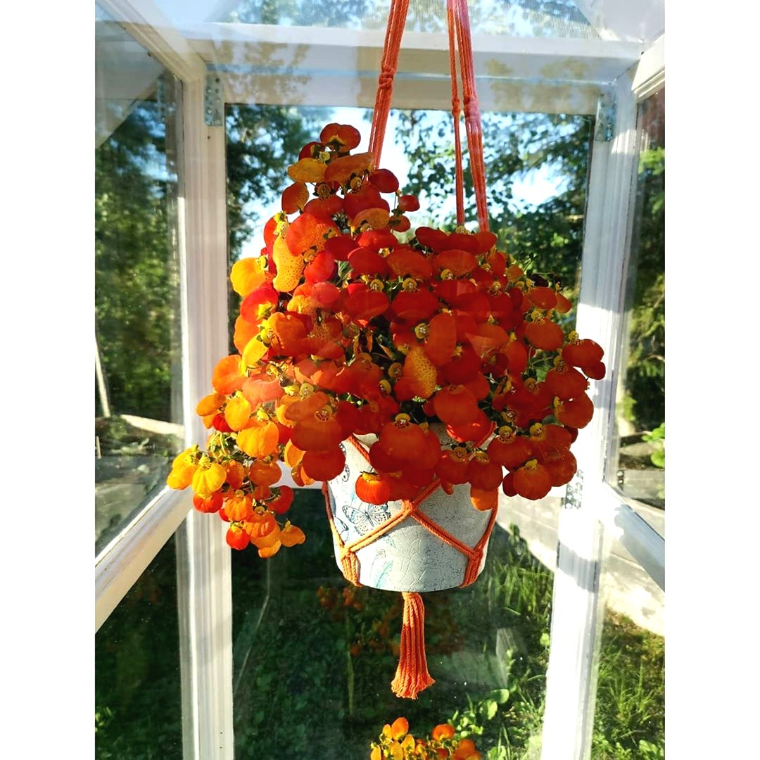 Мини теплица для улицы из оконных рам для комнатных цветов - фото 18