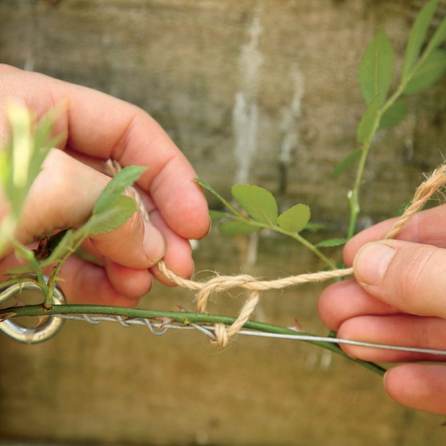 Вьющиеся розы, клематисы, жасмин и другие растения - фото 3