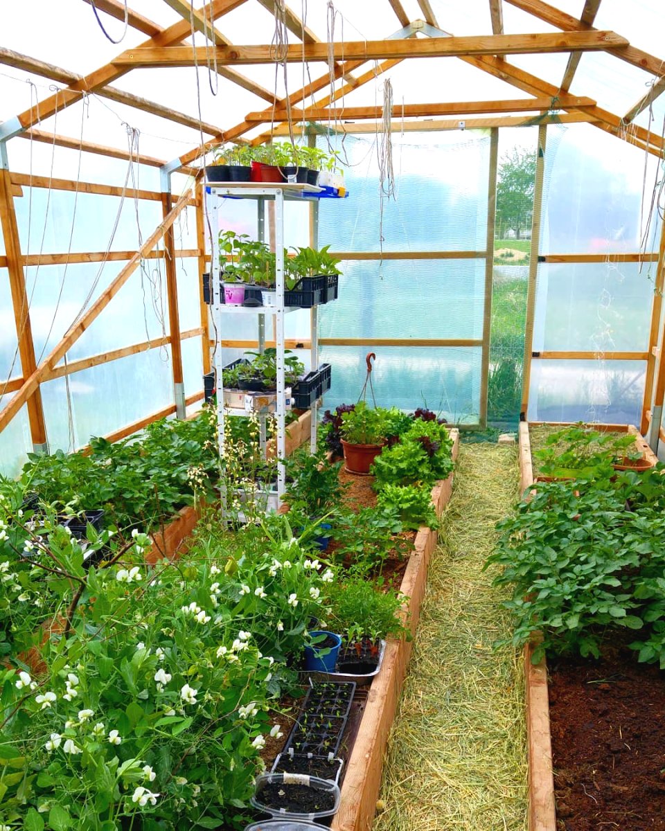 Теплица из лиственницы - фото 4