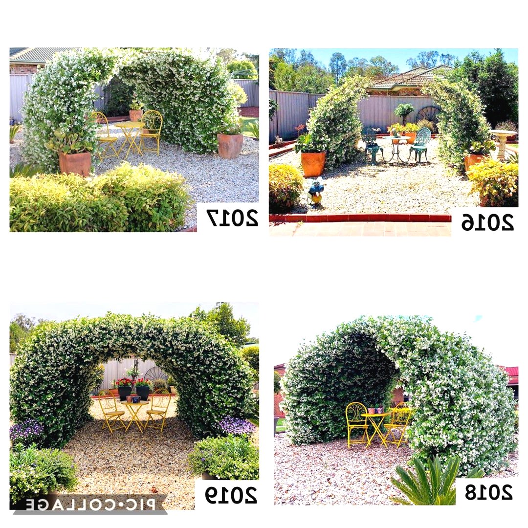 Беседка из вьющихся растений - фото 2