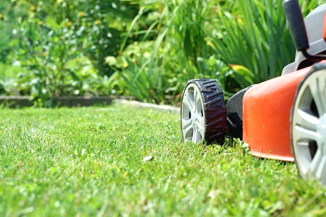 Газон на даче своими руками - фото 2