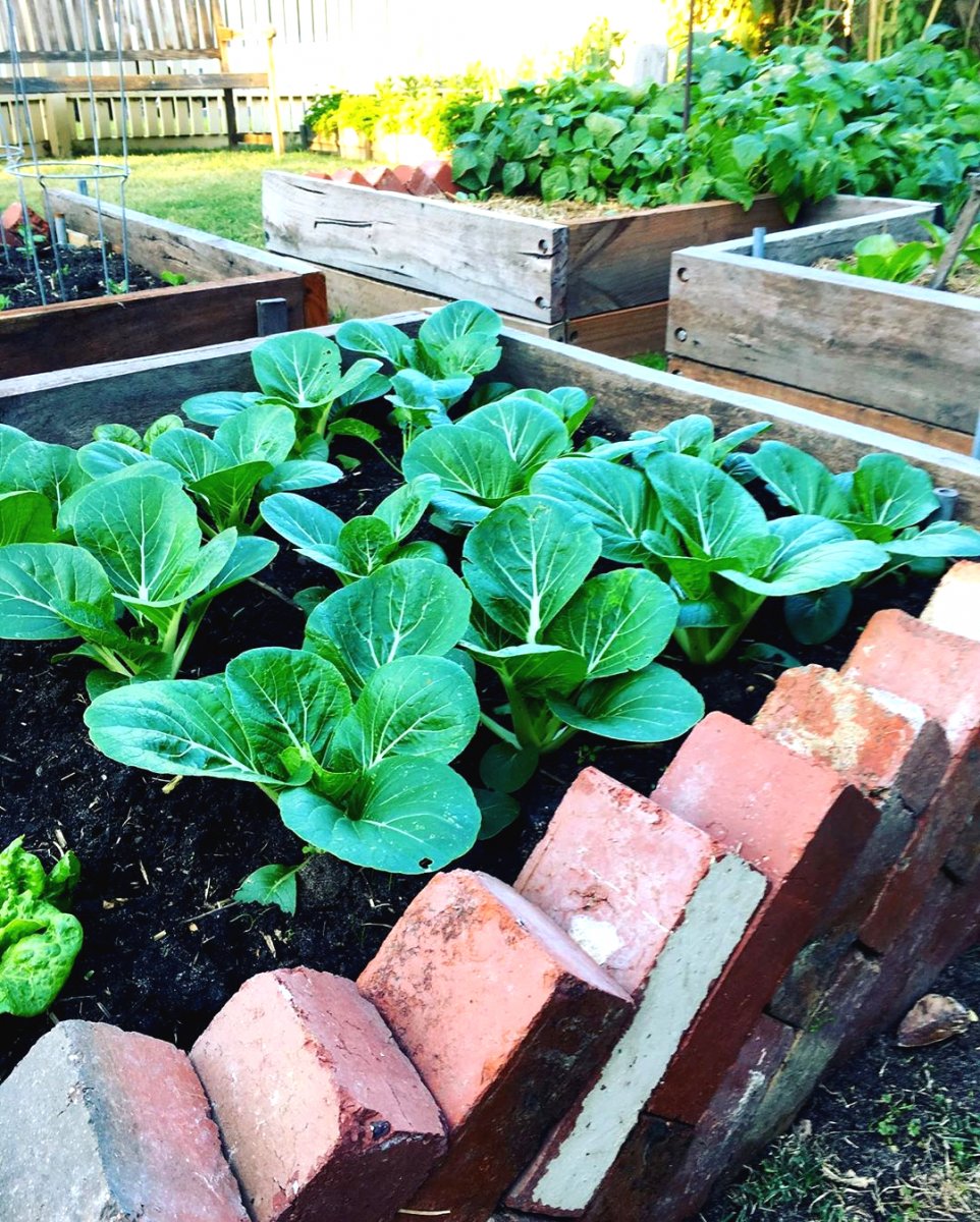 Необычные грядки из кирпича - фото 2