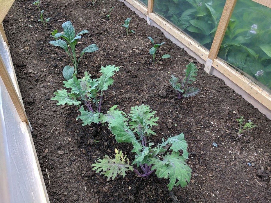 Парник из тополиного дерева с откидной крышей - фото 5