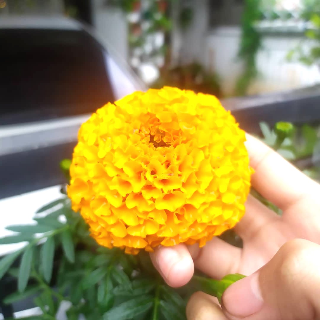 Красивые цветы бархатцы - фото 2