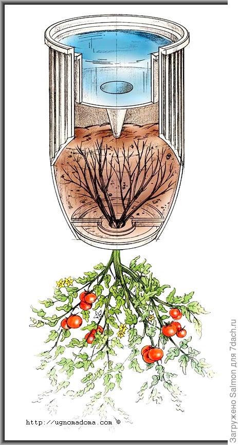 Томаты вверх ногами - фото 4