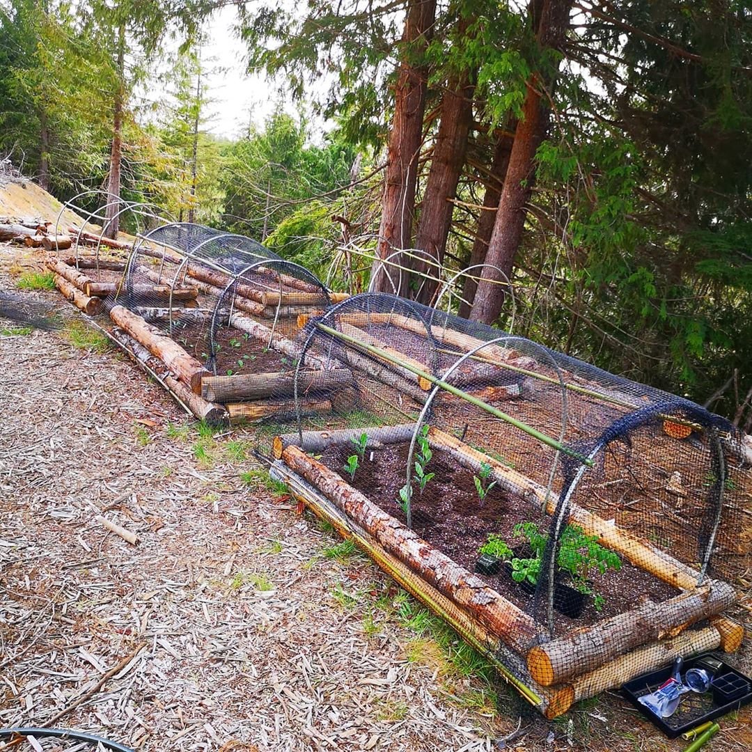 Невысокие грядки из стволов деревьев - фото 4