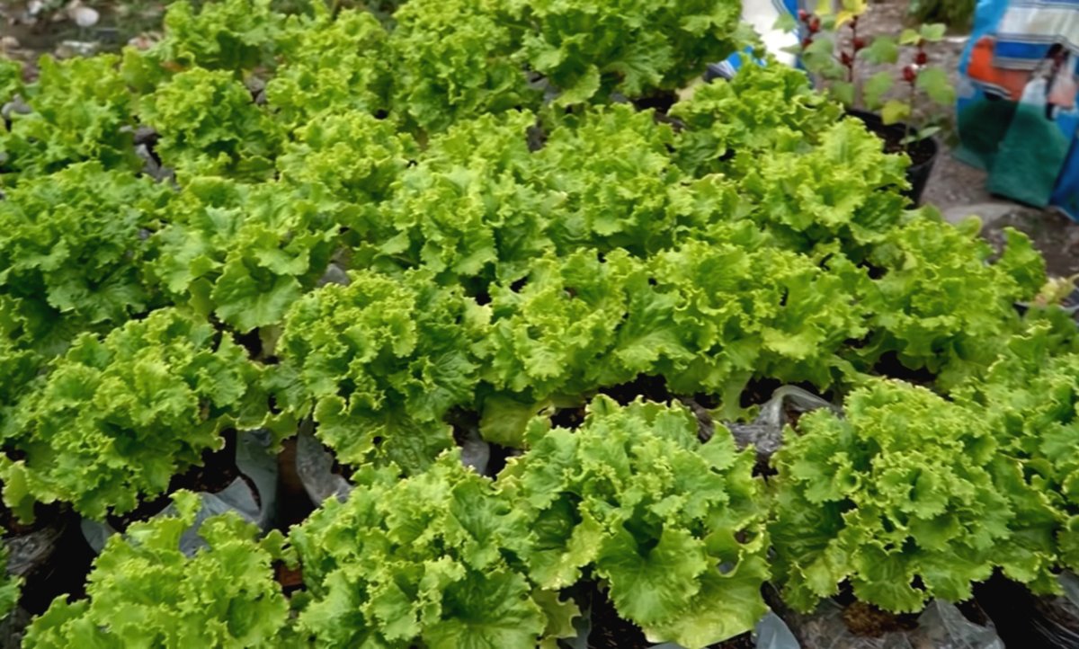 Необычный способ выращивания салата - фото 10