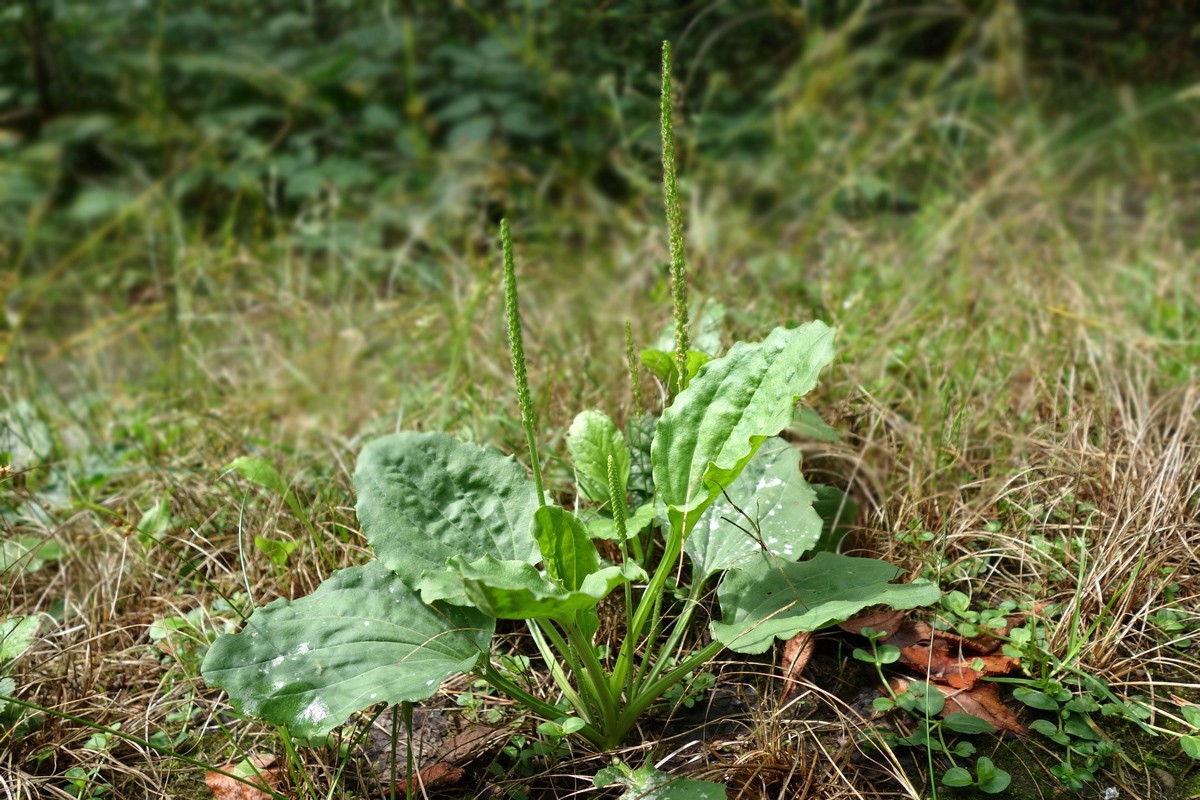 11 обыкновенных сорняков, которые можно собрать и съесть - фото 7