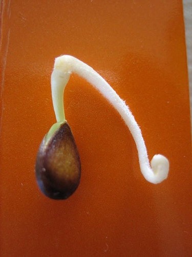 Выращиваем яблоню из семечки - фото 6