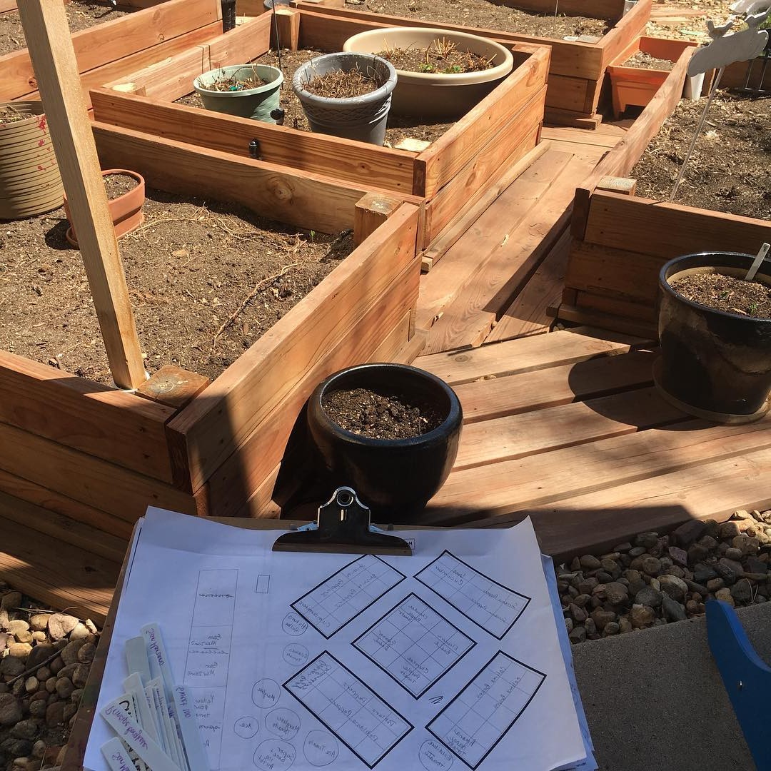 Планировка рассады - фото 2