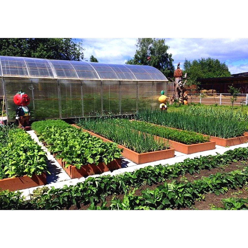 Красивые грядки - фото 6