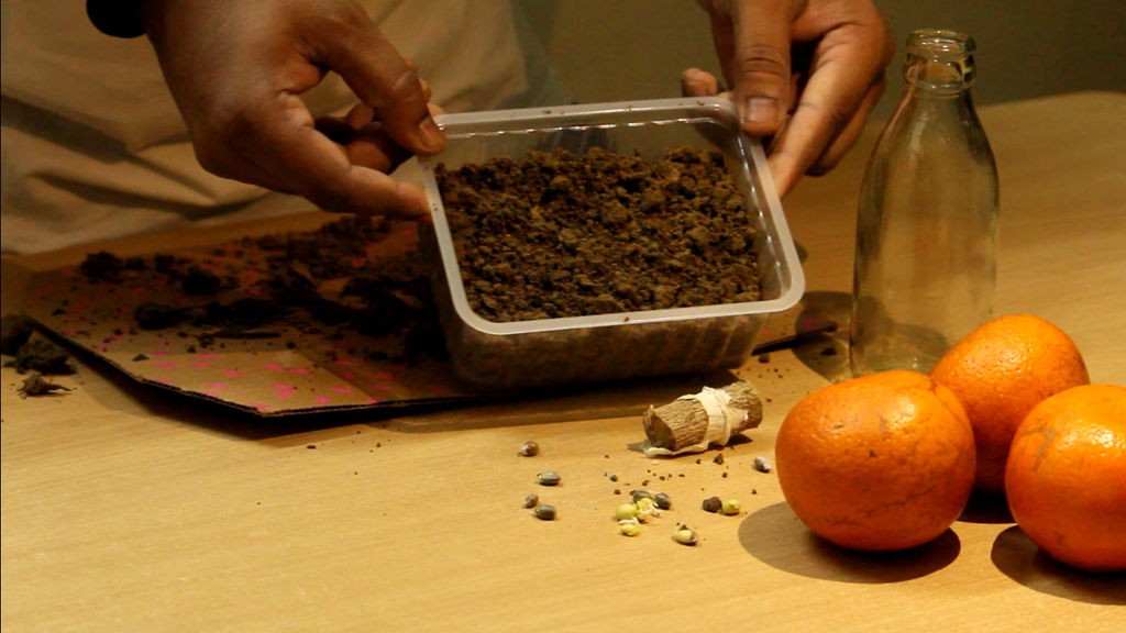 Как вырастить апельсиновое дерево из семян - фото 17