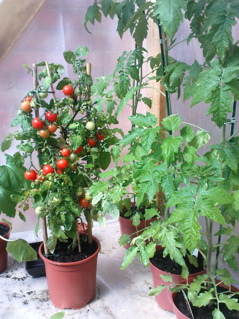 Небольшая теплица - фото 3