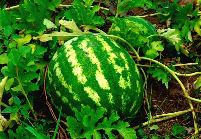 Арбуз. Как вырастить рассадой. - фото 2