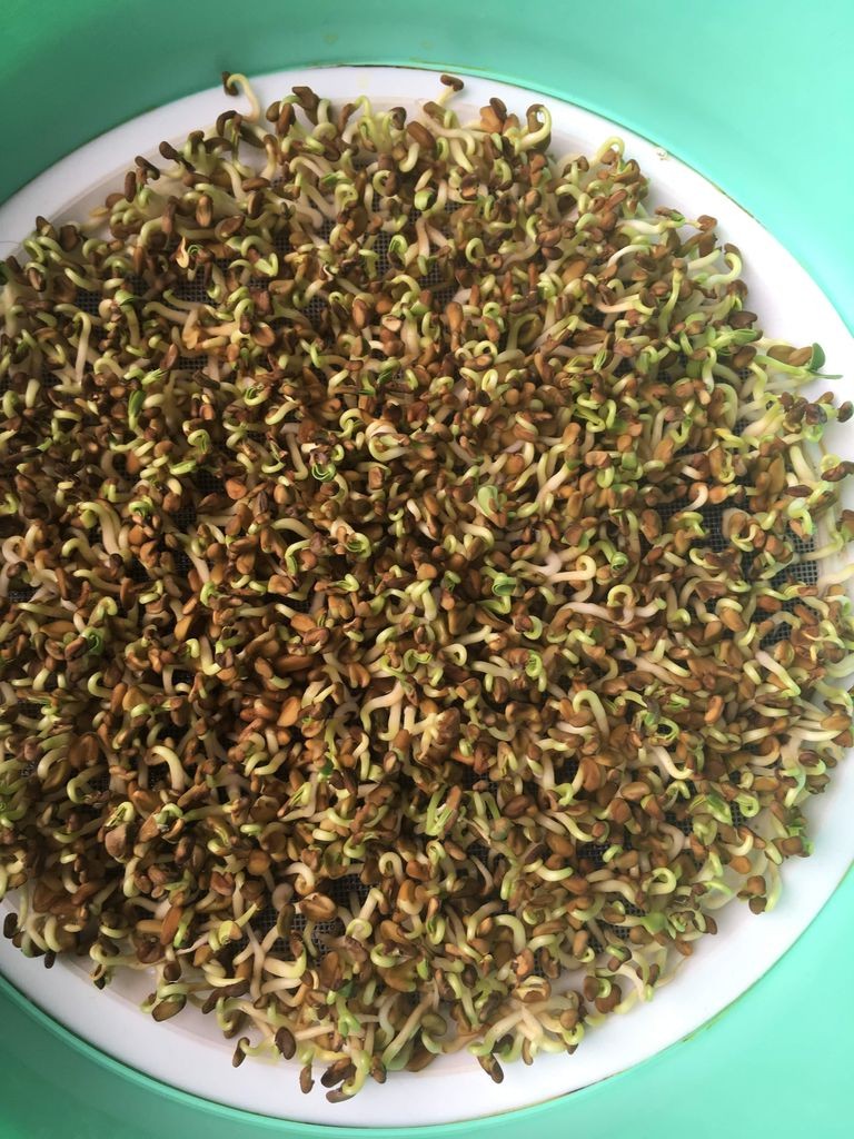 Гидропонный метод выращивания - фото 5