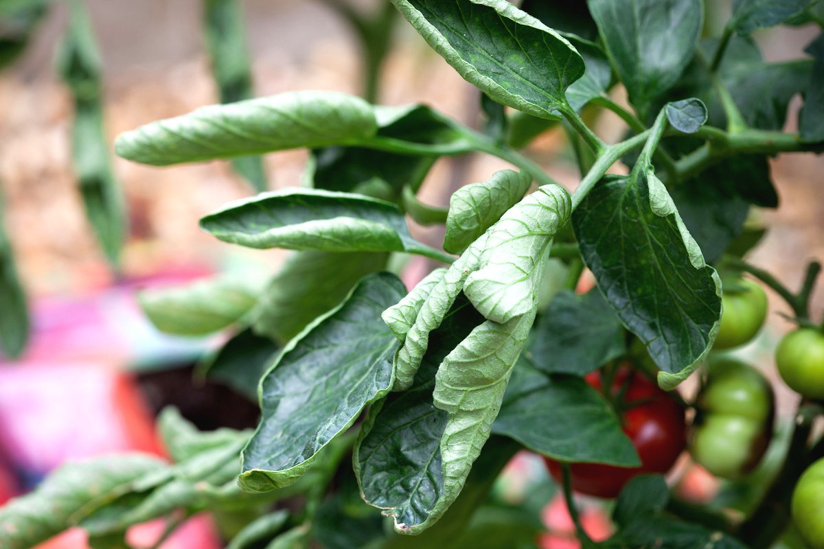 Почему скручиваются листья у томатов - фото