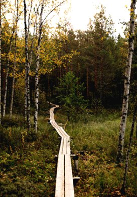 Дом у лесного озера - фото 17