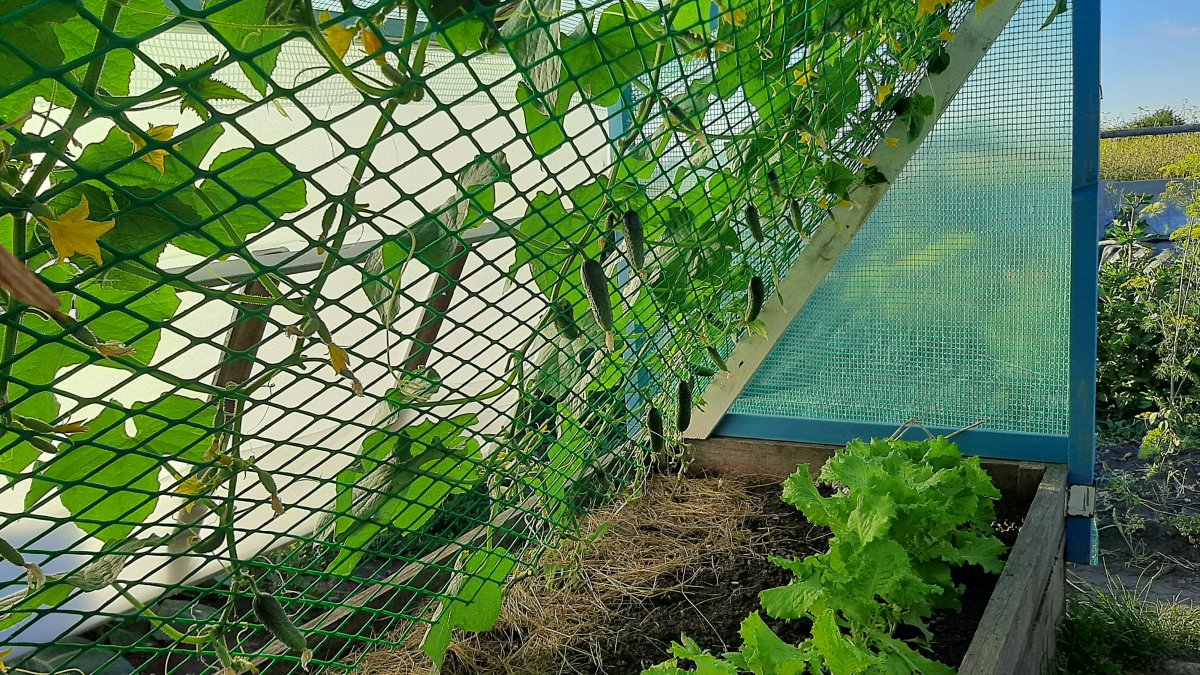 Парник - фото 8