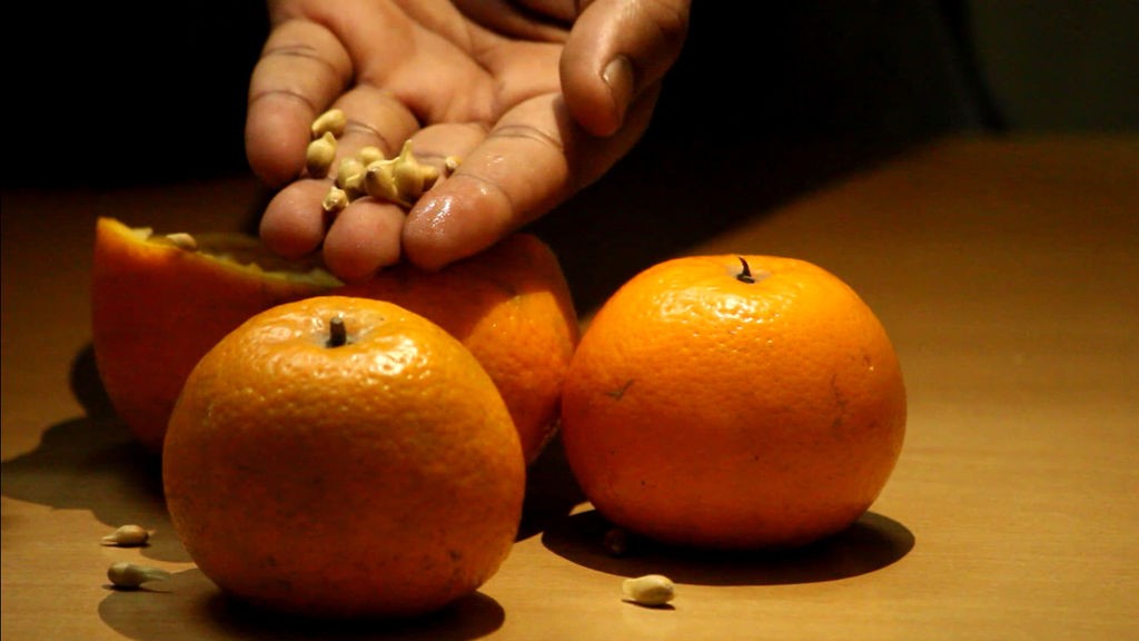 Как вырастить апельсиновое дерево из семян - фото 2