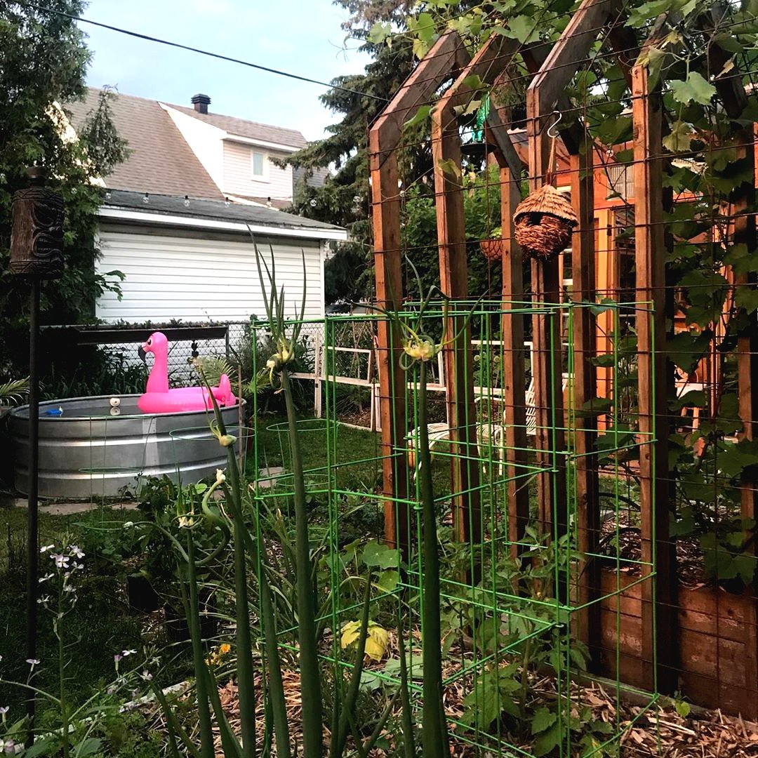 Красивая садовая арка из дерева и железной сетки - фото 4