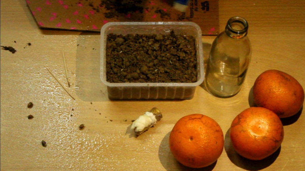 Как вырастить апельсиновое дерево из семян - фото 19