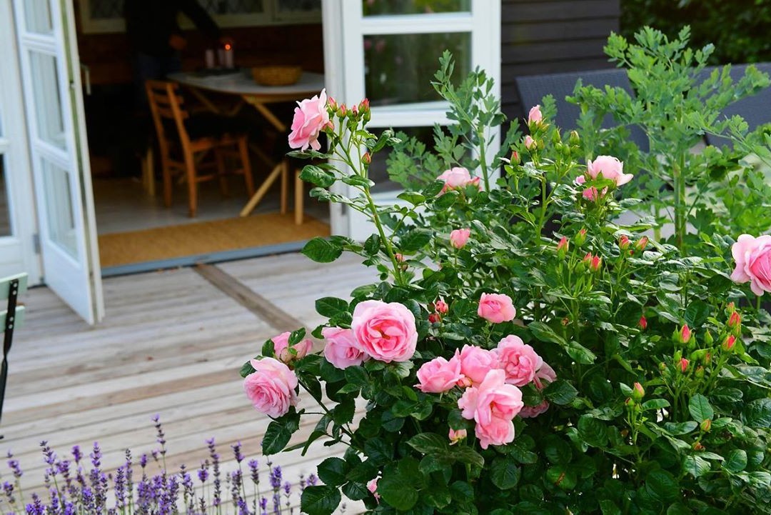 Розы в овощном саду - фото 7