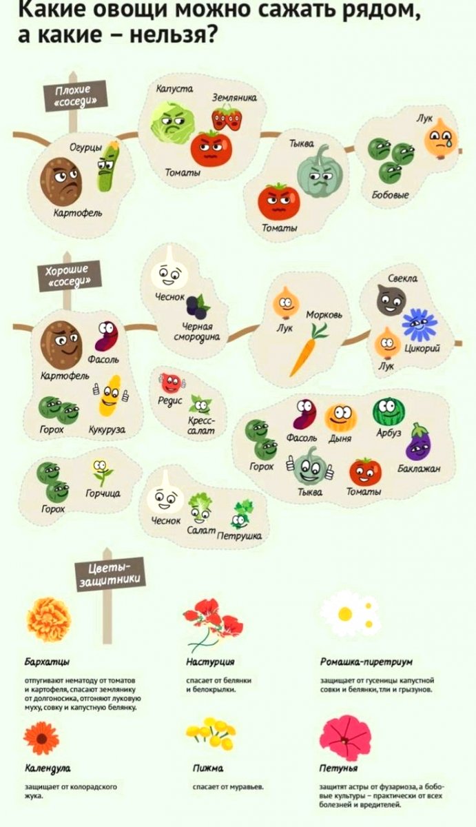 Схема посадки на грядках: как правильно организовать огород - фото 2