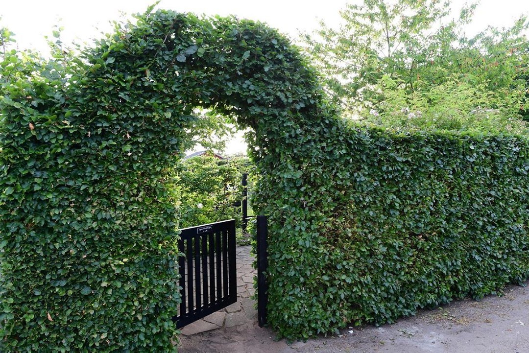 Розы в овощном саду - фото 8