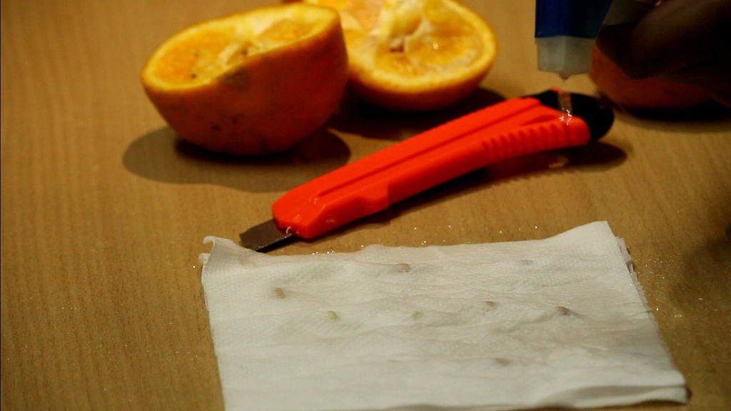 Как вырастить апельсиновое дерево из семян - фото 7