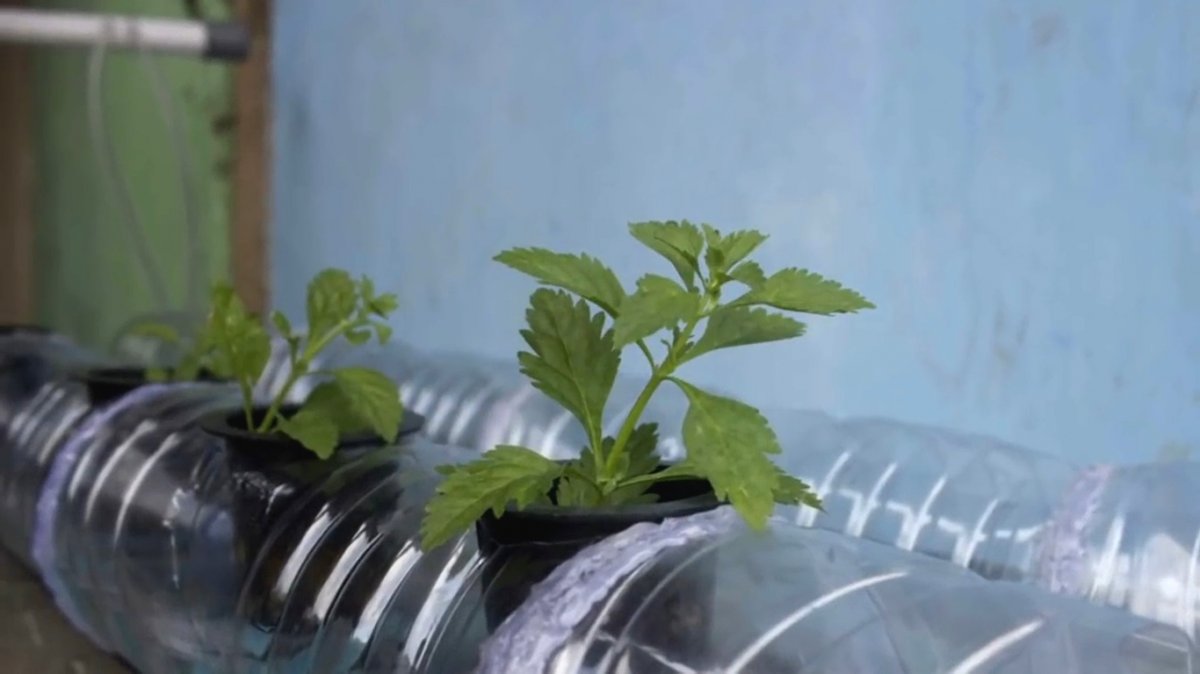 Гидропоника из пластиковых бутылок - фото 2