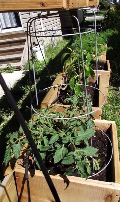 Вертикальный сад на заборе - фото 10