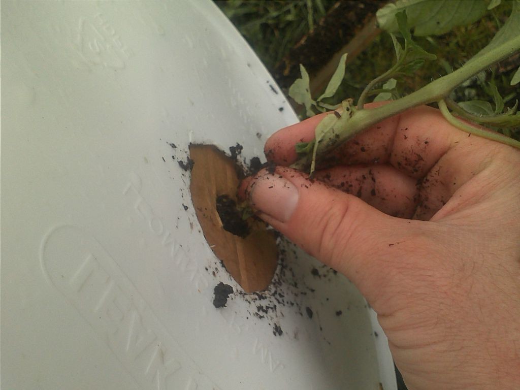 Посадка помидоров - фото 3