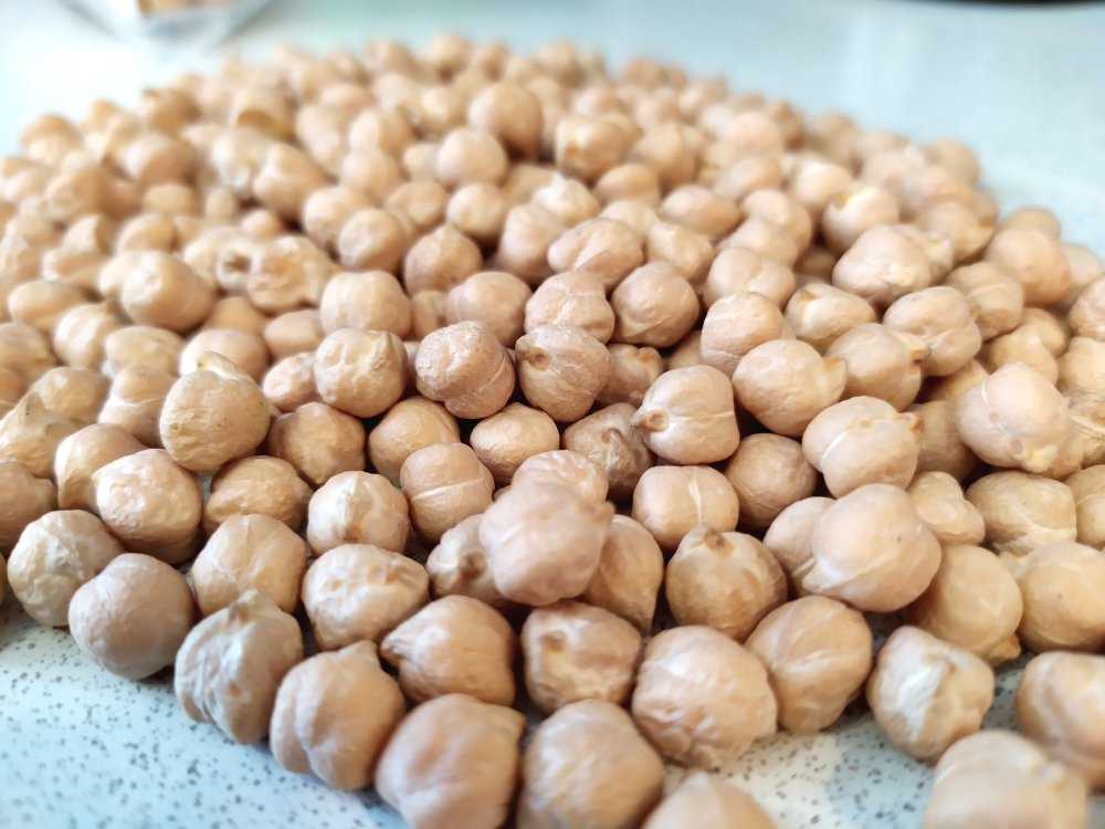 Как выращивать  нут и фасоль на даче - фото 2