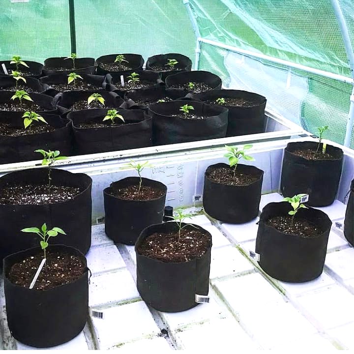 В чем можно выращивать рассаду - фото 2