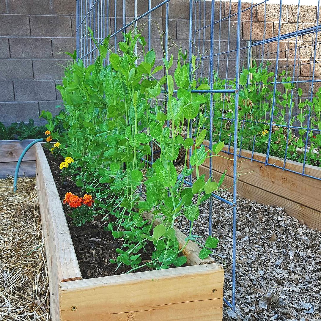 Грядка для огурцов или фасоли - фото 11