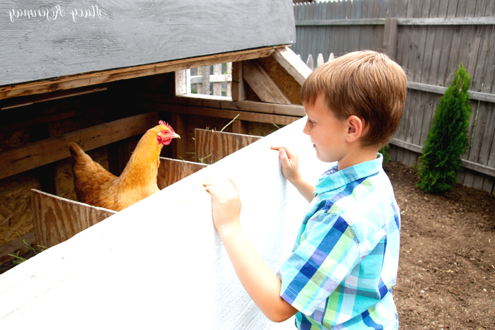 Небольшой курятник - фото 10