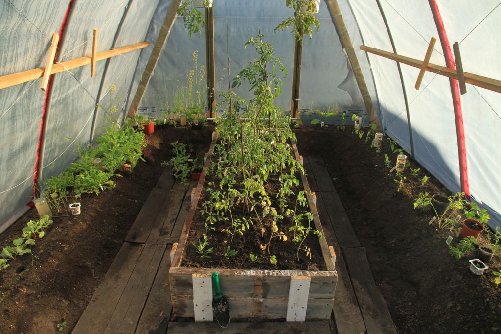 теплица - фото 11