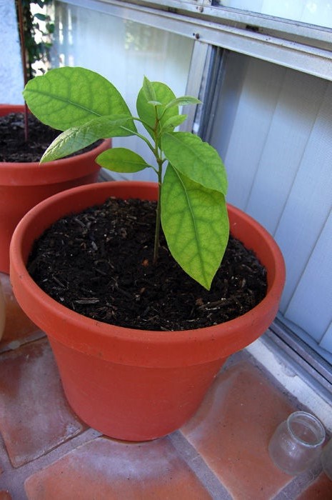 Выращивание авокадо из семян - фото 8