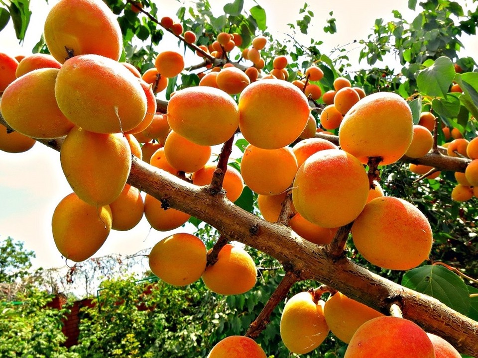 Выращиваем абрикосовое дерево из косточки - фото