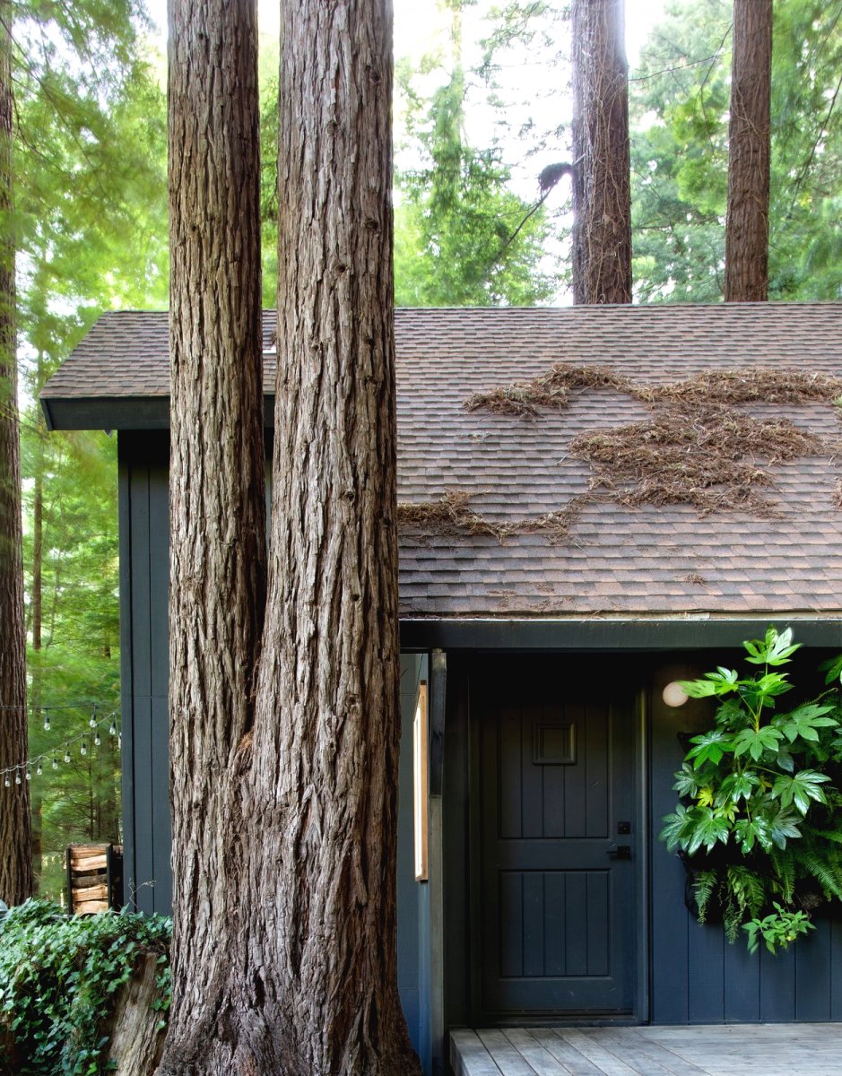 Необычный домик в лесу - фото 2