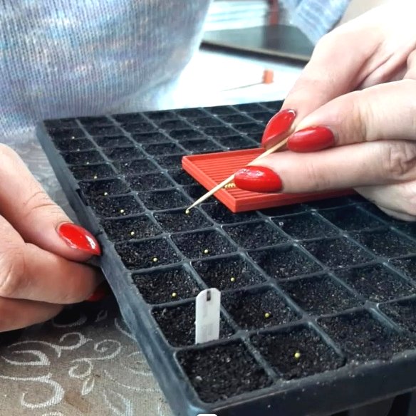 Цветы на рассаду в марте - фото 2